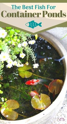 the best fish for container pond with plants and water lilies in it is an easy way to make your own koi pond