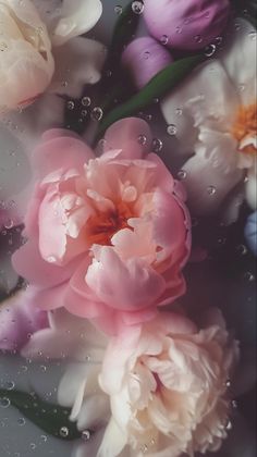 pink and white flowers with water droplets on them