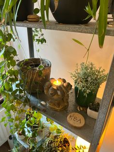 some plants are sitting on a shelf in a room