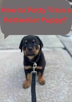 How to Potty Train a Rottweiler Puppy? Dog Meals, How To Potty Train, Puppy 101, Dog Bark, Puppy Grooming, Puppy House