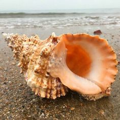 an image of a shell on the beach for ebay's $ 29 99