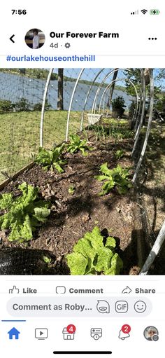 an instagramted photo of a garden with lettuce growing in it