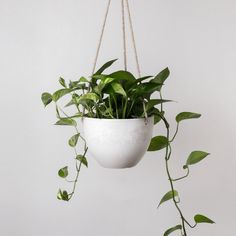 pothos-8-inch-white-hanging-planter-pot Hanging Wall Planters Indoor, Wall Planters Indoor, Hanging Wall Planters, Pothos Plant, Trailing Plants, Indoor Plant Pots, Hanging Pots, Hanging Planter, Wall Planter