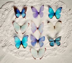 a group of blue and white butterflies sitting on top of a doily