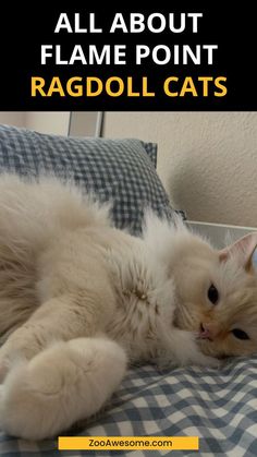 All About Flame Point Ragdoll Cats | Cute Ragdoll Cats Aesthetics Ragdoll Cat Aesthetic, Flame Point Ragdoll, Mitted Ragdoll, Cats Facts, Different Types Of Cats, Flame Point, Large Cat Breeds, Ragdoll Cats, Types Of Cats