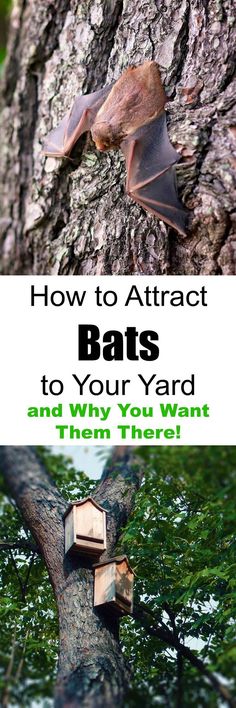 bats hanging from the side of a tree with text that reads how to attract bats to your yard and when they aren't