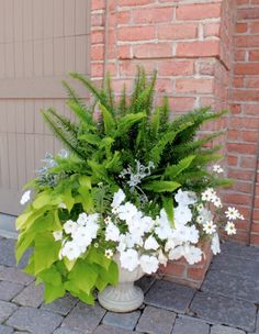 a potted plant with white flowers in front of a brick building