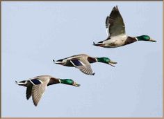 three ducks are flying in the sky together