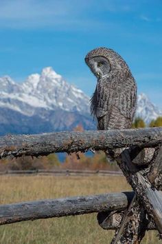 an owl sitting on top of a wooden fence in front of a snowy mountain range