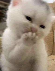 a white cat sitting on its hind legs