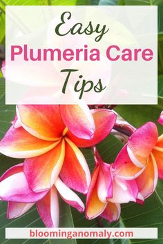 easy plumeria care tips Plumeria Care, Plumeria Tree, Garden Border Edging, Arizona Gardening, Tropical Trees, Plumeria Flowers, Fragrant Plant, Tropical Tree, Jade Plants