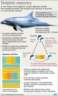 the dolphin's memory is shown in this diagram, which shows how it looks like