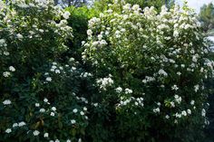 white flowers are blooming in the bushes