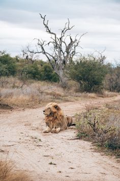 a lion sitting in the middle of a dirt road