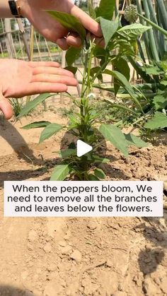 two hands reaching for a plant in the dirt with words written on it that read, when the peppers bloom, we need to remove all the branches and leaves below the flowers