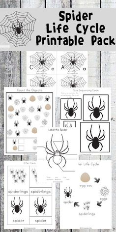 spider life cycle printable pack for kids with pictures and instructions to make it fun