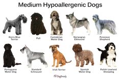 the different types of dog breeds are shown in this chart, which shows them's names