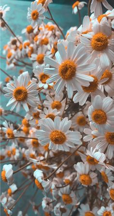 white and orange daisies are in the foreground, against a teal background