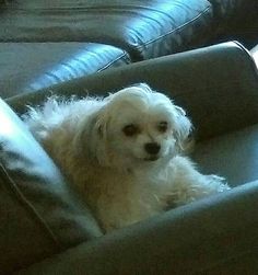 a small white dog sitting on top of a couch