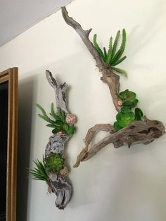 two driftwood branches with succulents and plants on them hanging from the wall