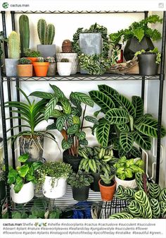 a shelf filled with lots of different types of plants