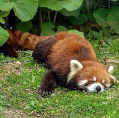 a red panda sleeping in the grass