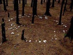 the ground is covered with white flowers and trees are scattered around in the dark forest