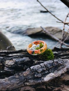 an orange and white ring sitting on top of a tree branch next to the ocean