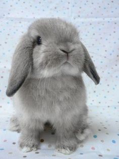 a small gray rabbit sitting on top of a white blanket with polka dotes around it's edges