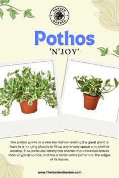 two potted plants with the words pothos'n joy on them and an image of