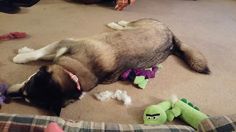 a dog laying on the floor with stuffed animals around him and his head resting on it's paws