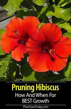 two red flowers with the words pruning hibiscus how and when for best growth