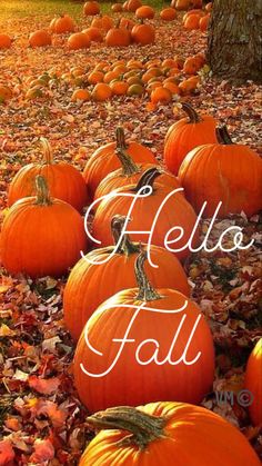 many orange pumpkins sitting in the middle of a field with leaves all around them