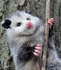 an opossmus climbing up the side of a tree branch with its paw on it