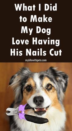 a dog holding a pair of scissors in it's mouth with the caption, what i did to make my dog love having his nails clipped