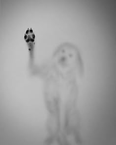 a dog with its paw raised up in the air while it's being photographed