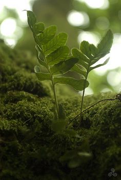 a small green plant sprouts from the moss