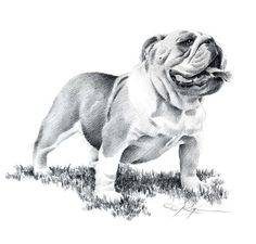 a pencil drawing of a dog standing in the grass