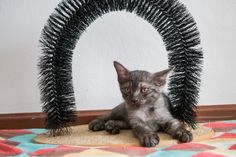 a small gray kitten laying on top of a rug next to a round black thing