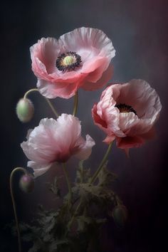 three pink flowers are in a vase on a dark background with light coming from the center