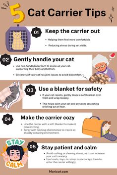 the five cat carrier tips for cats