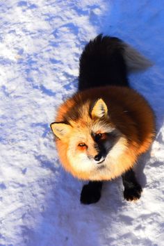 an orange and black fox standing in the snow