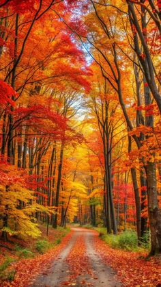 an autumn forest with lots of trees and leaves on the ground, all in orange and yellow