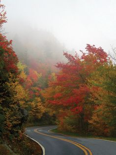 an empty road surrounded by colorful trees in the foggy autumn day with yellow, red and orange leaves