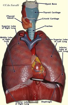 the anatomy of the human body including the heart, lungs and thorsall vessels