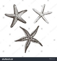 three starfishs on white background