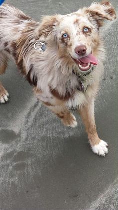 a brown and white dog standing on top of a beach next to a blue frisbee