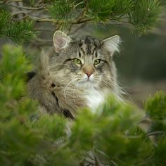 a cat sitting in the branches of a pine tree looking at something with green eyes