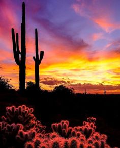 the sun is setting over some cactus plants in the desert with purple and orange colors