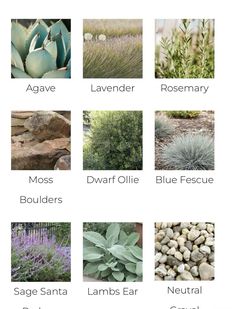 the different types of plants and their names